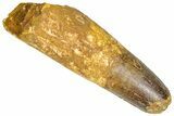 Fossil Spinosaurus Tooth - Feeding Worn Tip #365612-1